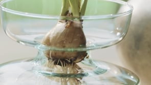 Vase/Bulb Planter - Image 7