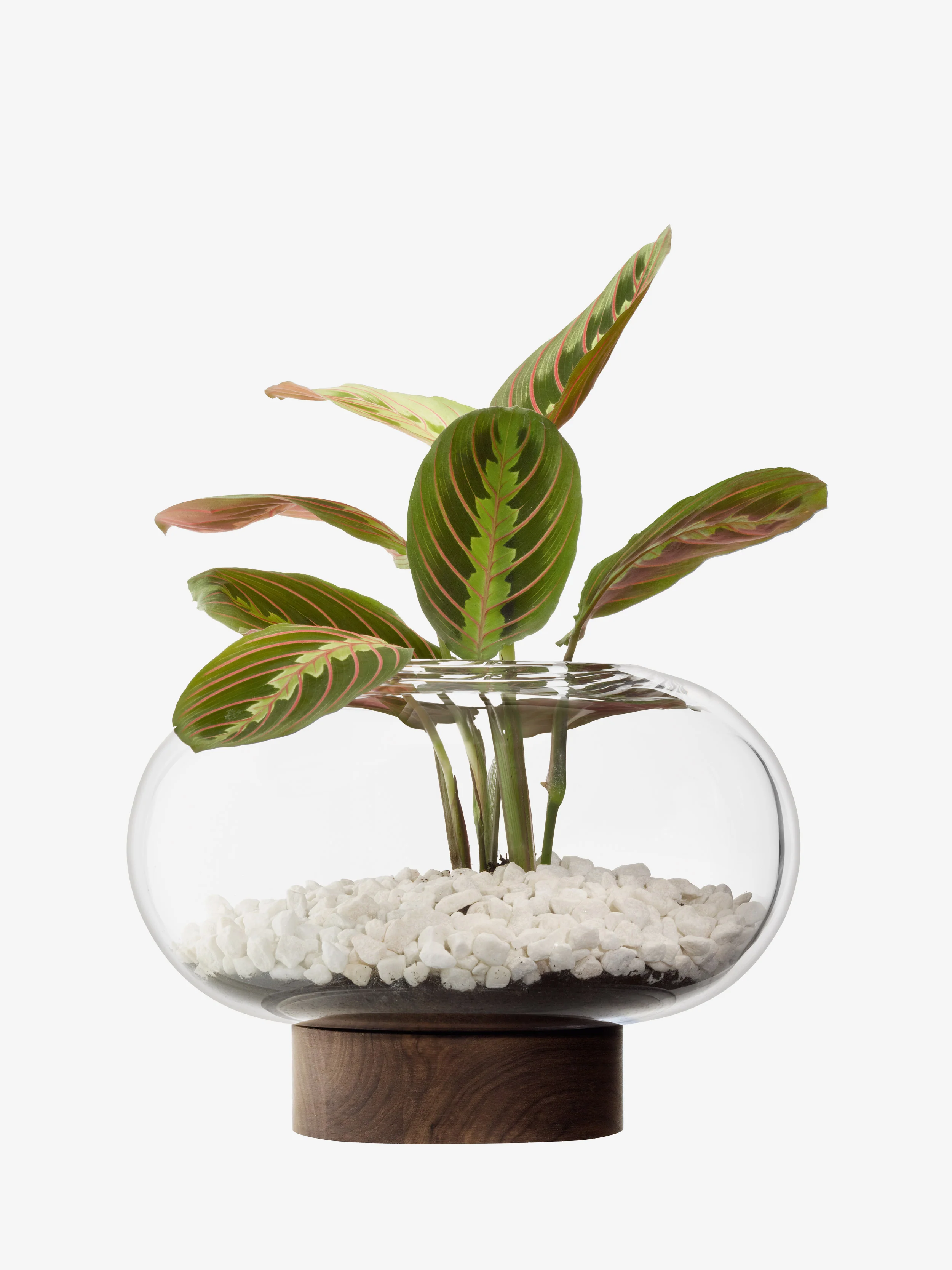 Vase/Lantern - Image 10